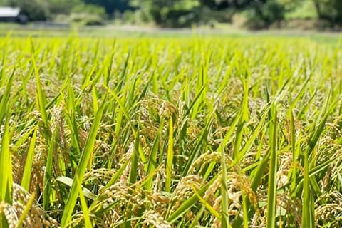 広島県より特別栽培農産物の認証をいただいた特別なお米