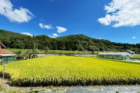 広島県より特別栽培農産物の認証をいただいた特別なお米
